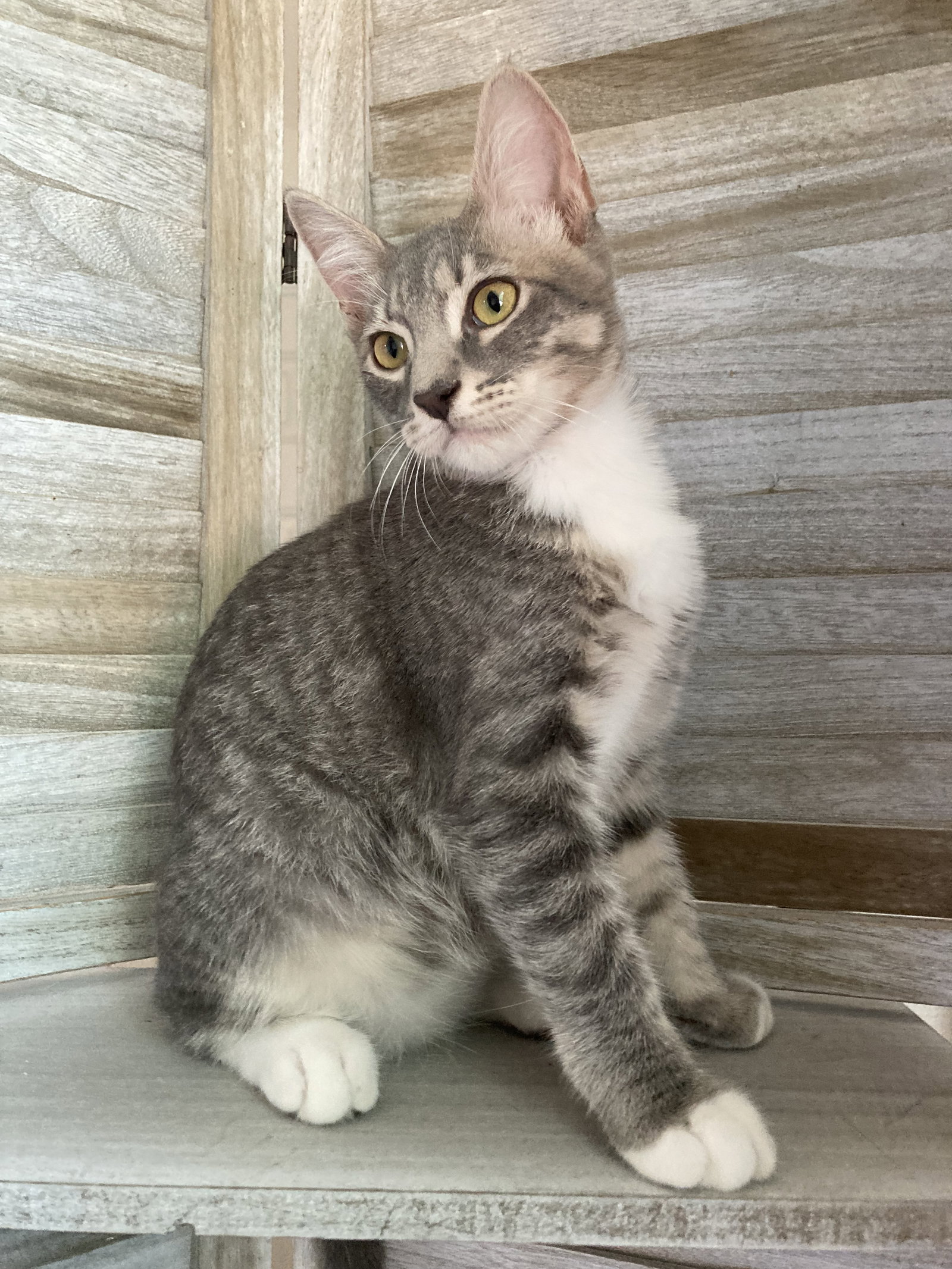 Max, Domestic Short Hair