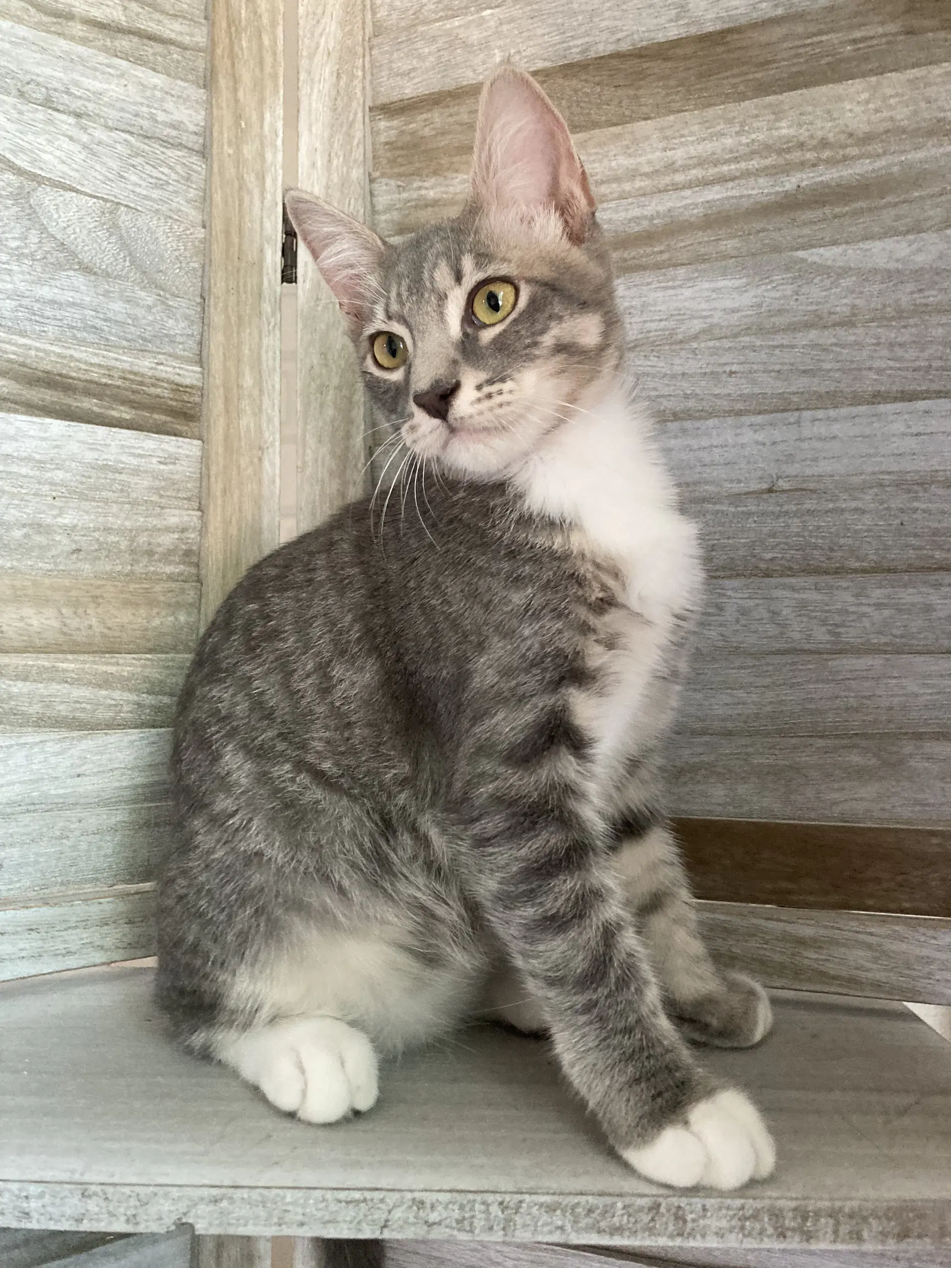 Max - Domestic Short Hair