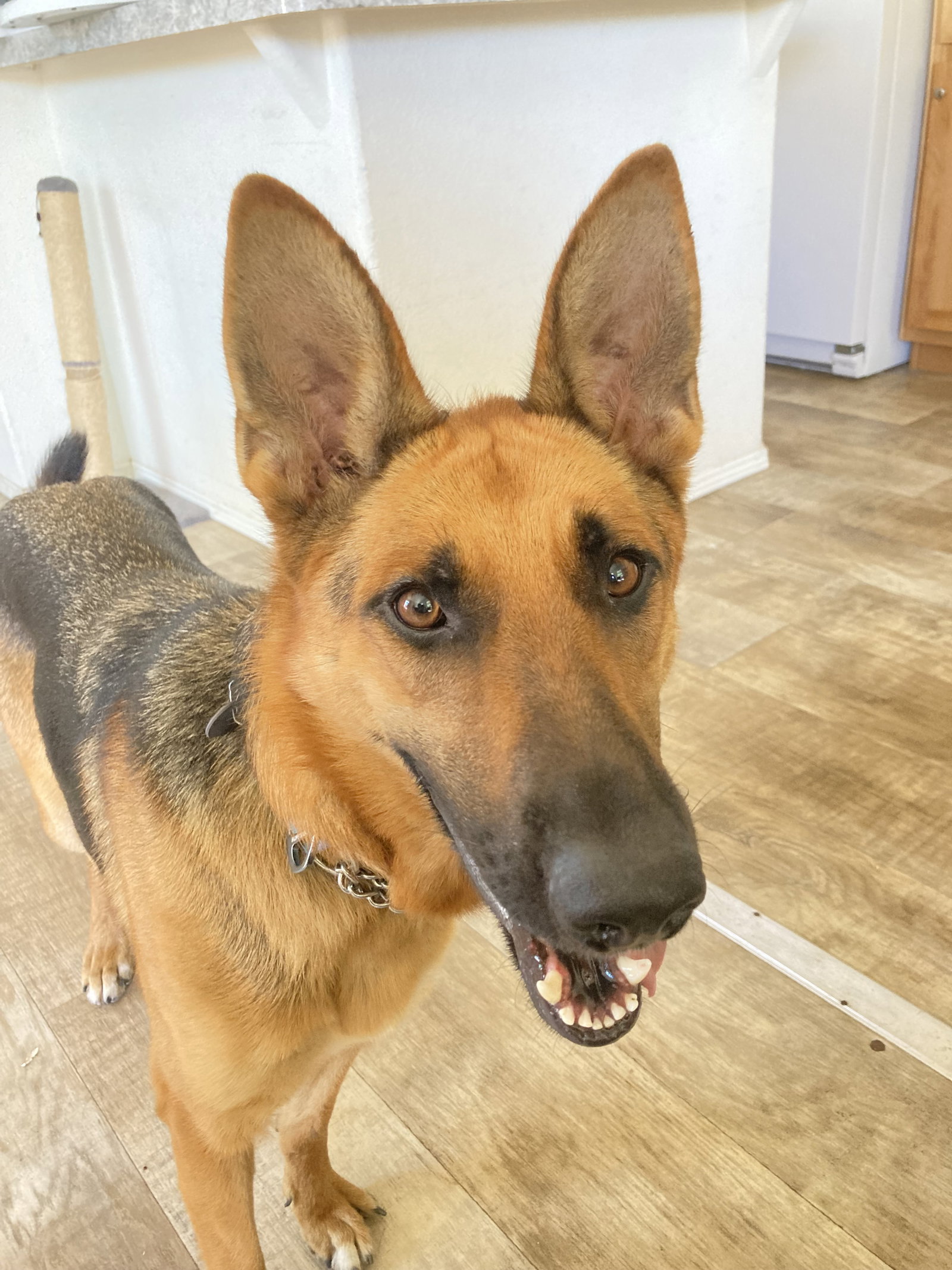 Beauty, German Shepherd Dog