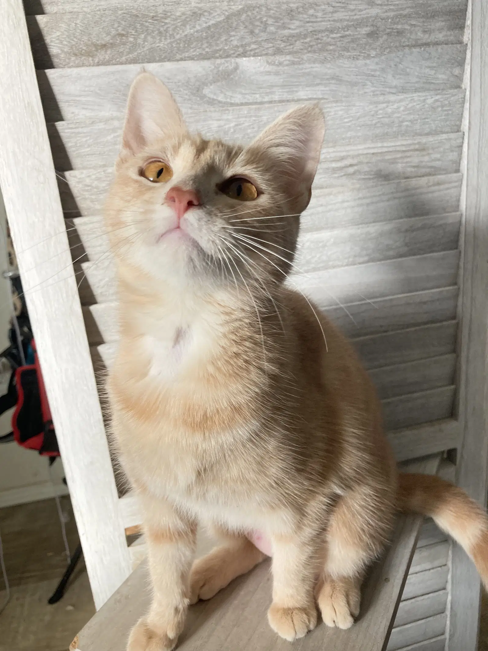 Curry - Domestic Short Hair