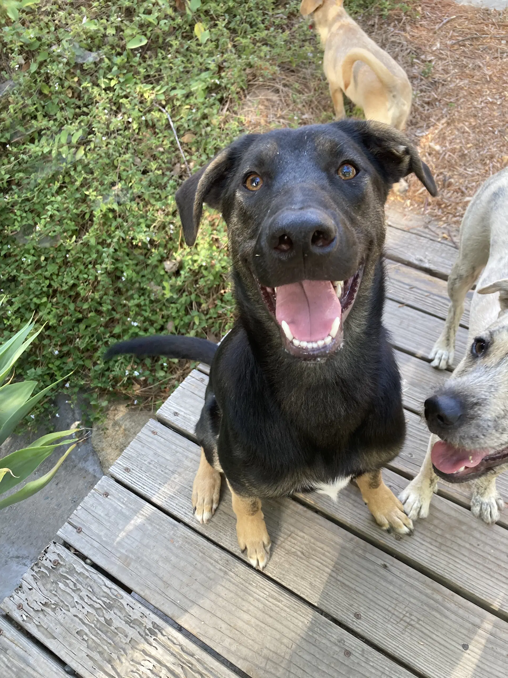 Pickles - Shepherd