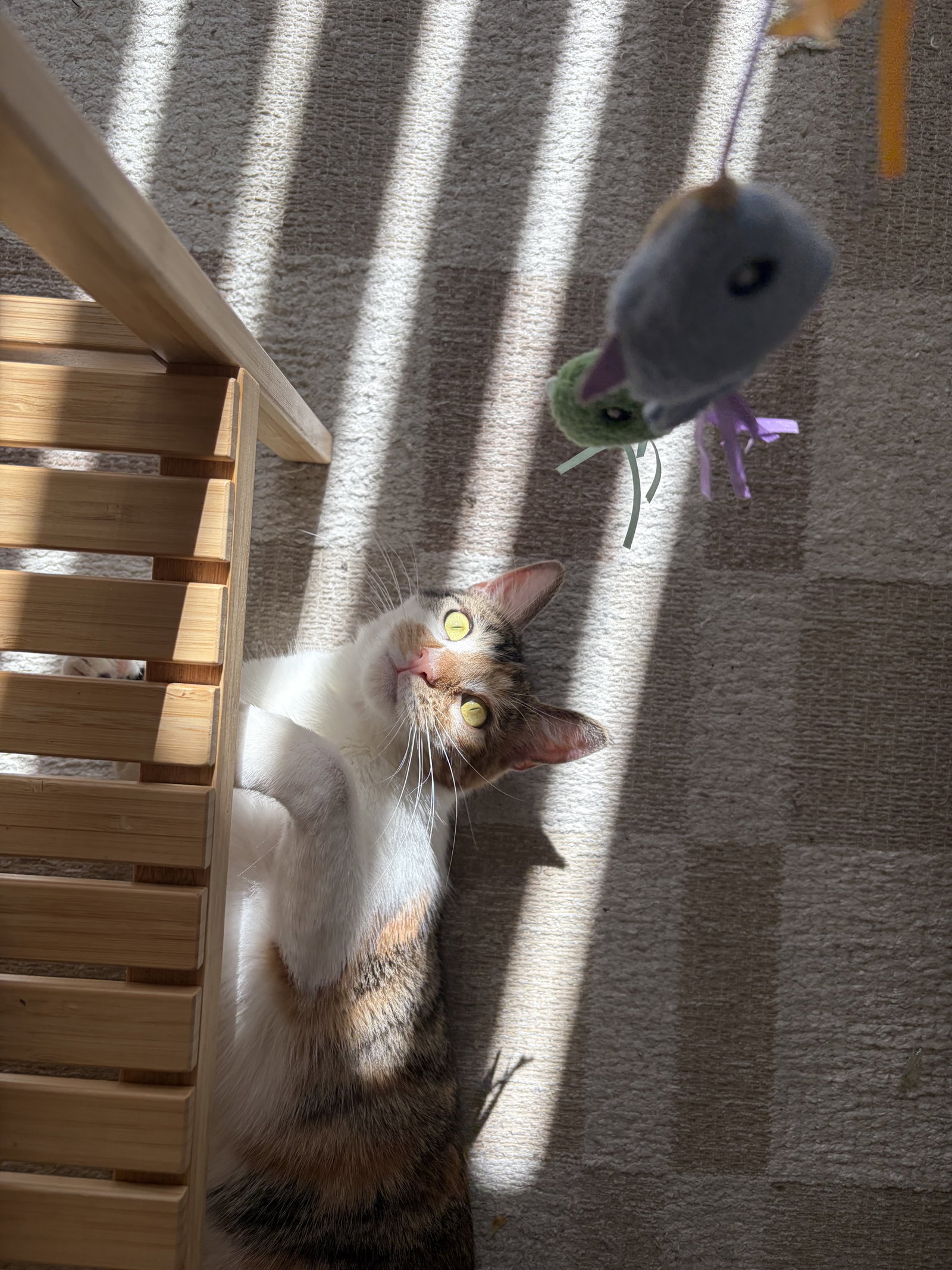 Hazel., photo 5
