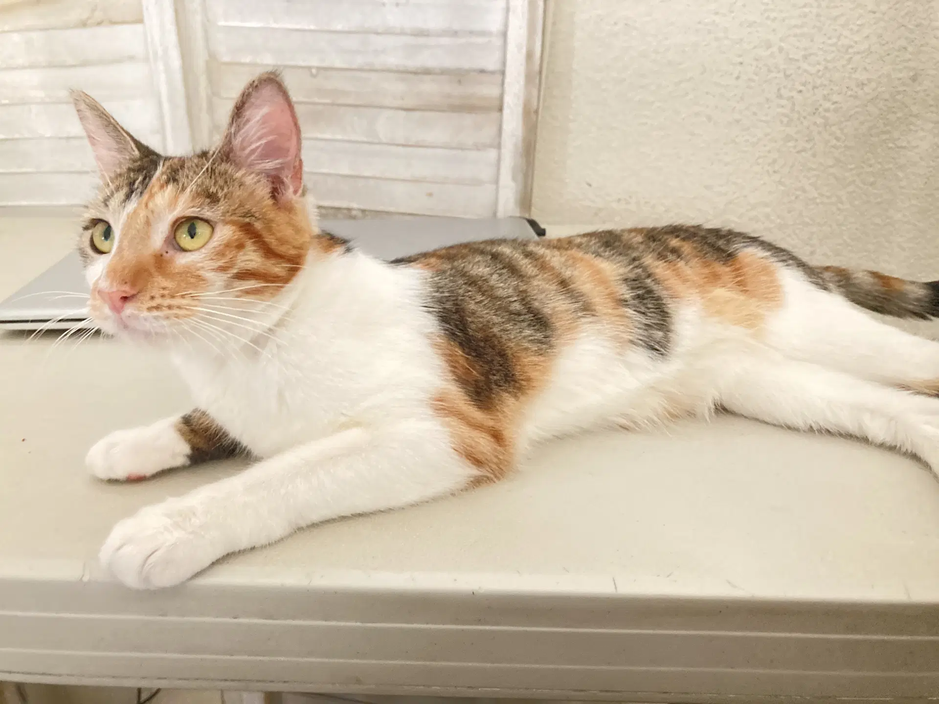 Hazel - Domestic Short Hair