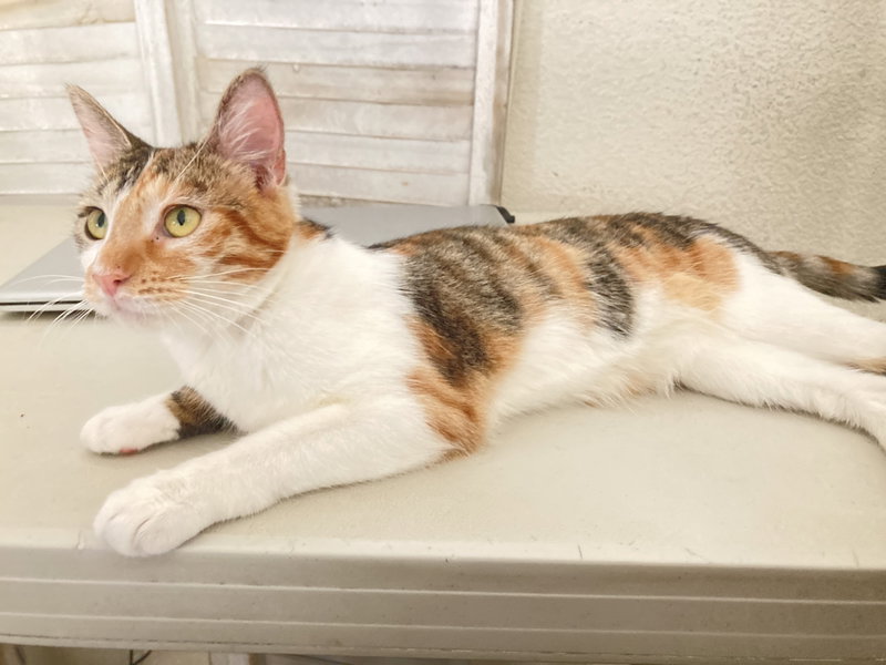 Hazel., an adult female cat up for adoption
