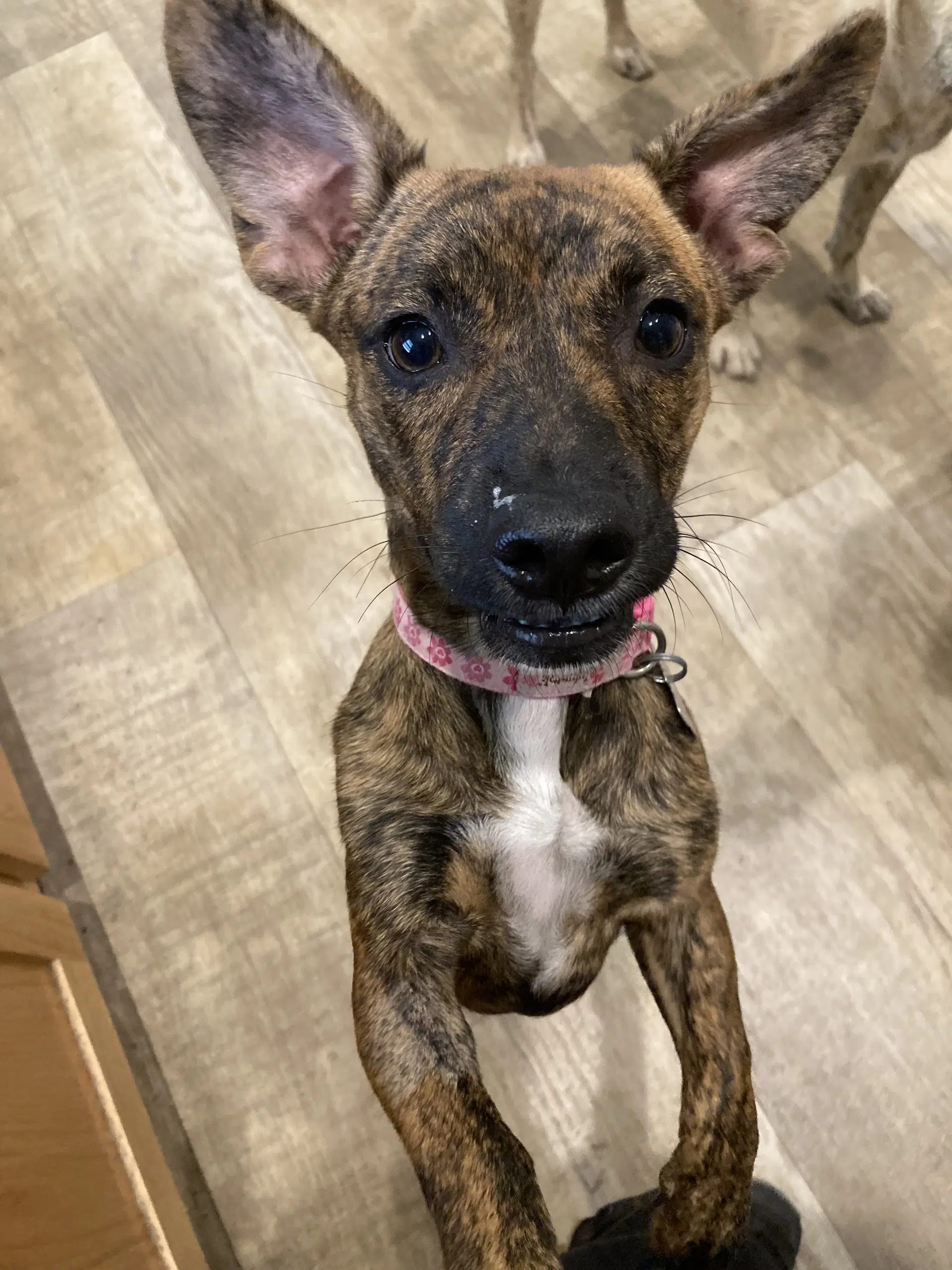 Nala - Dachshund