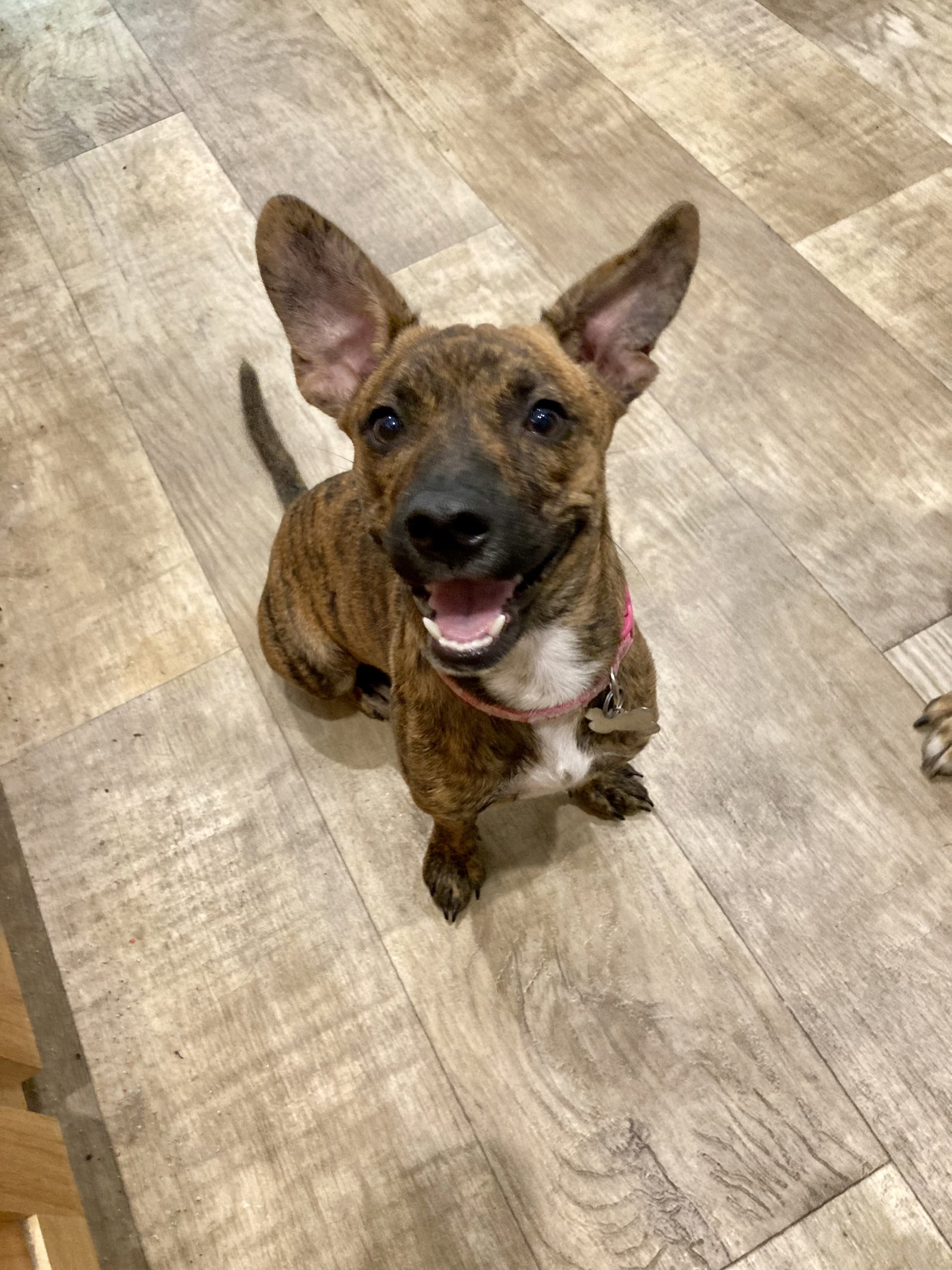 Nala, photo 2