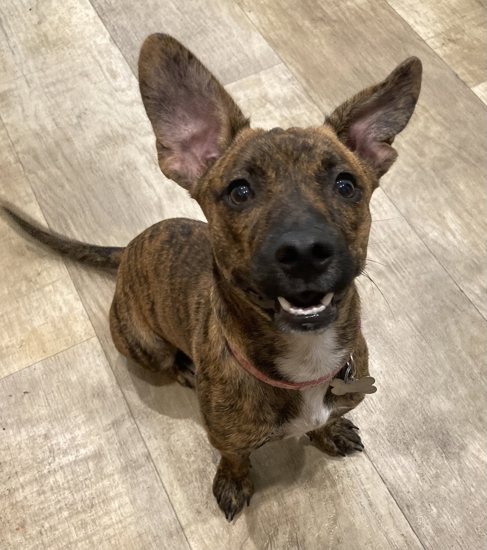 Nala, photo 5