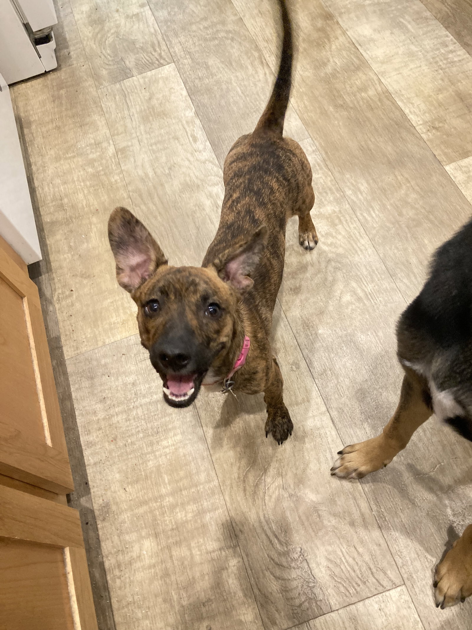 Nala, photo 7