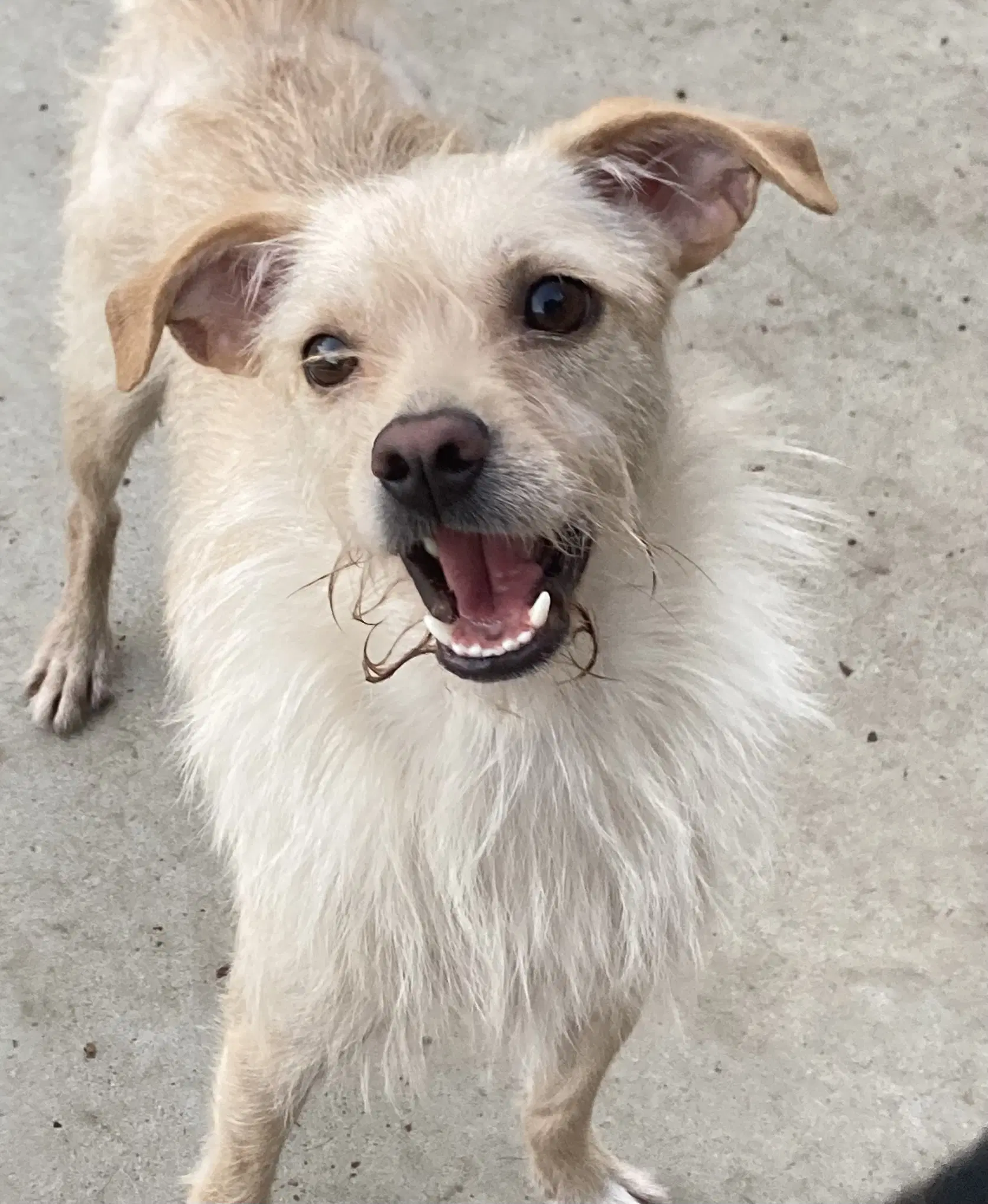 Ringo - Terrier