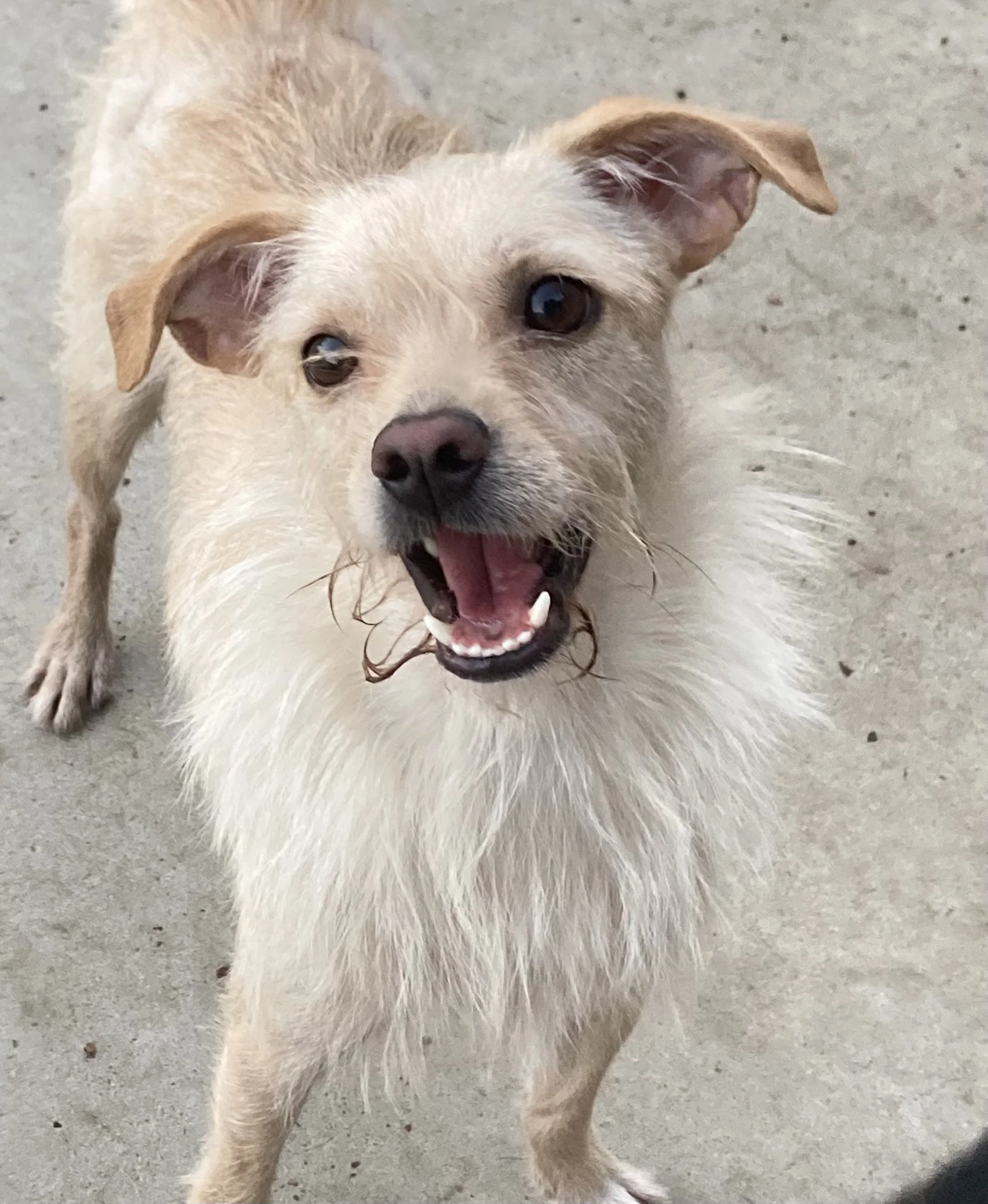 Ringo