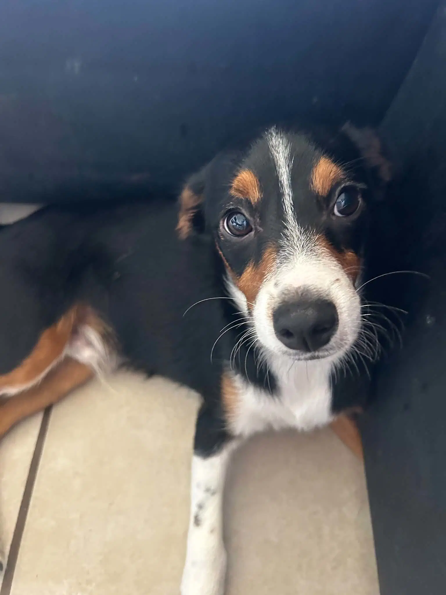 Bennito - Beagle