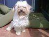 Polly