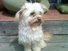 Polly