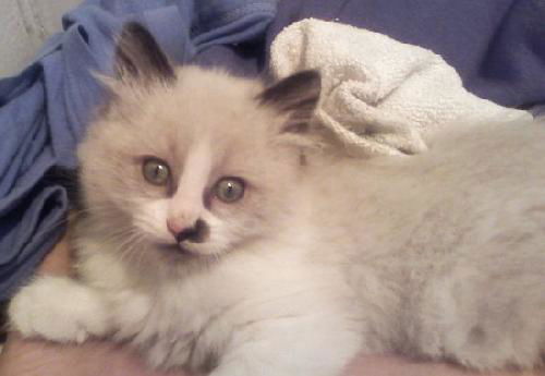 Fuzzy