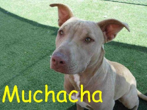 Muchacha