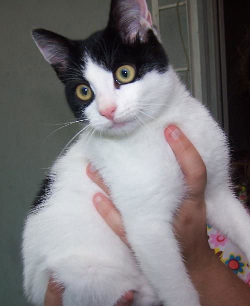 Pepper