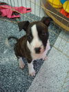 Milah
