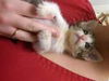 Pounce