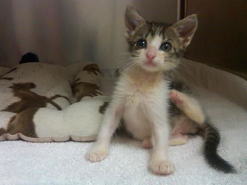 Pounce