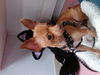 Pepito