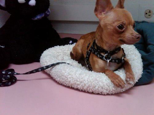 Pepito