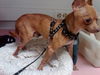Pepito