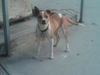 Billy