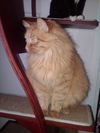 Big Red