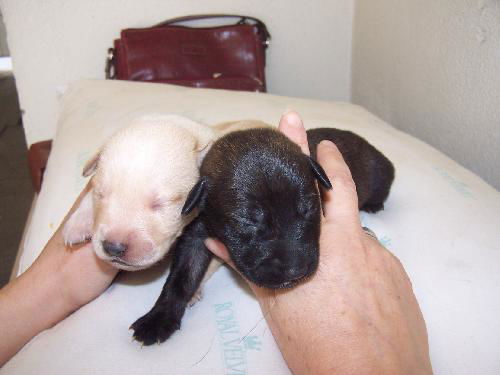 Nadya's Pups (Boys)