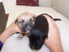 Nadya's Pups (Boys)