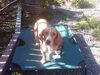 Josie