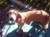 Josie