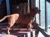 Josie