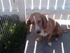 Josie