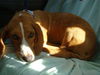 Josie