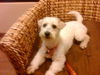 Percy