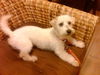 Percy