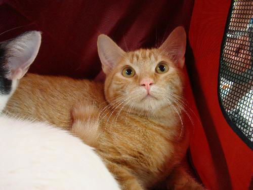Fred