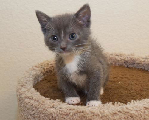 Kira