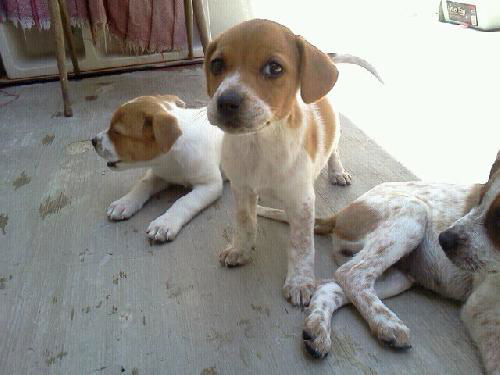 Peque