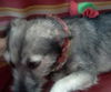 Jenny