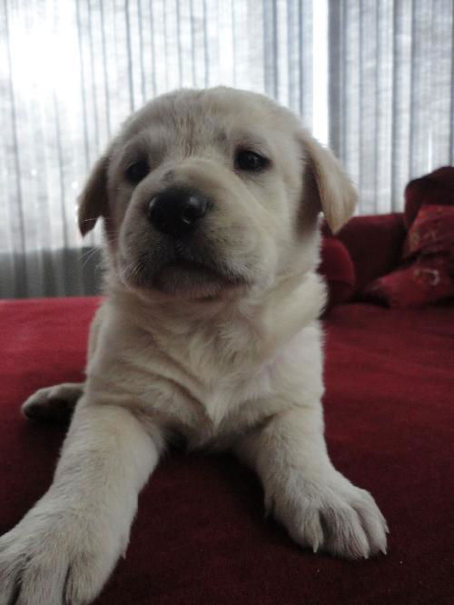 Buddy