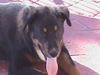 Brutus