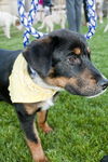 Brutus