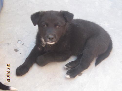 Paquito