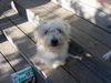 Bennie
