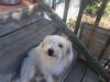 Bennie