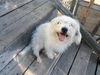 Bennie
