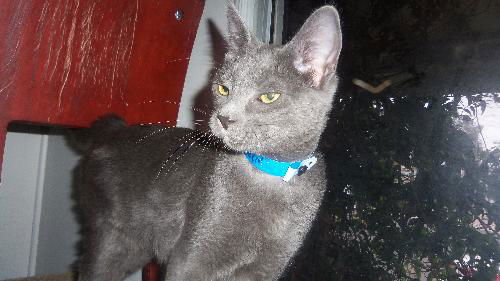 Blue Boy