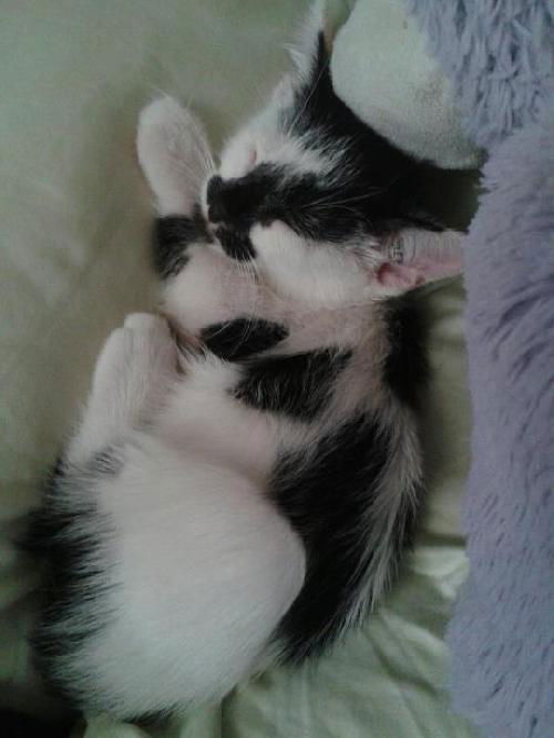Pandacat